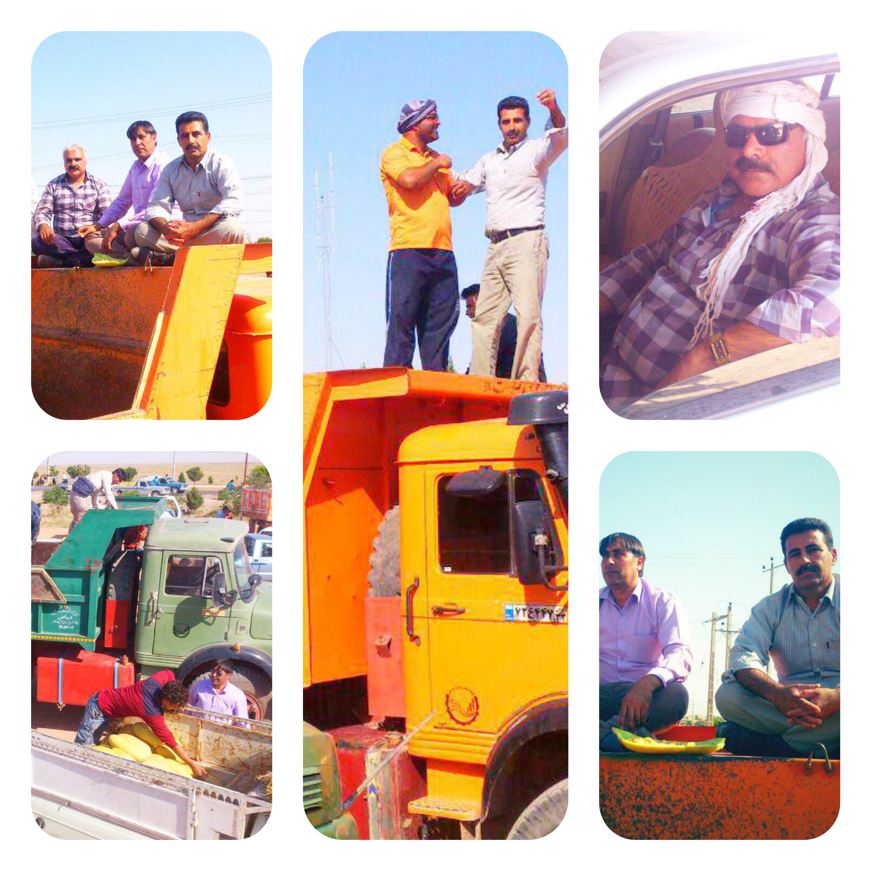 شرکت سهامی زراعی تربت جام » میدان بارخربزهای وازد کارگران شرکت زراعی نیلشهر